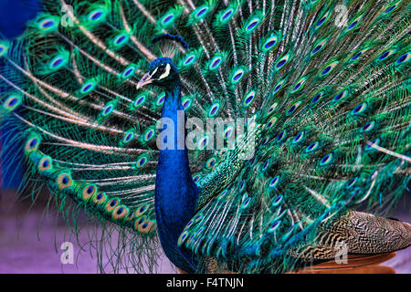 Männlich, Pfau, indischen Pfauen Pavo Cristatus, Vogel Stockfoto