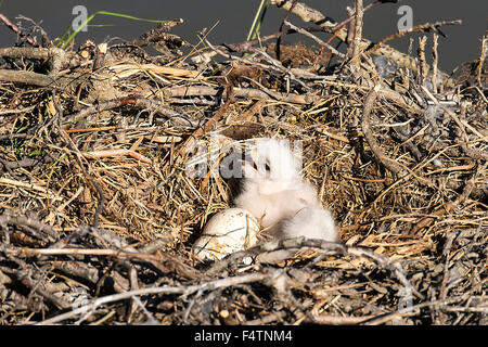 grobe vierbeinigen Hawk, jung, Nest, Buteo Lagopus, national Petroleum Reserve, Petroleum Reserve, Alaska, USA, Amerika, reservieren, Ala Stockfoto