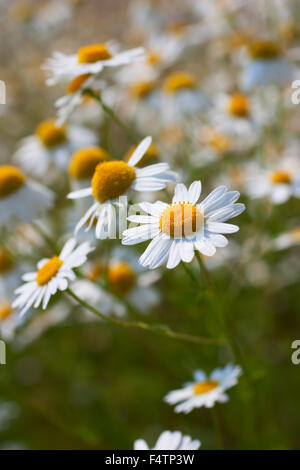 Wilde Kamille Daisy Blumen wachsen auf der grünen Wiese, Sommerzeit Stockfoto