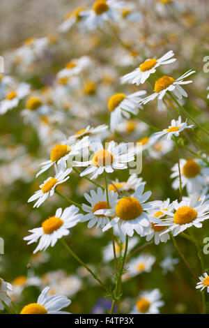 Wilde Kamille Daisy Blumen wachsen auf der grünen Wiese, Sommerzeit Stockfoto