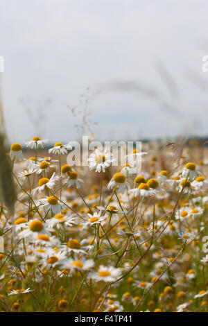 Wilde Kamille Daisy Blumen wachsen auf der grünen Wiese, Sommerzeit Stockfoto