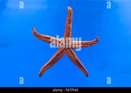 Seestern, (Hacelia Attenuata), Aquarium, Baska Krk Insel, Kroatientie Stockfoto