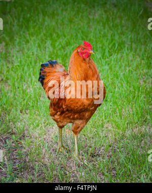 Ein schönes Beispiel für ein Rhode Island Red Huhn, stehend in Grasgrün Stockfoto