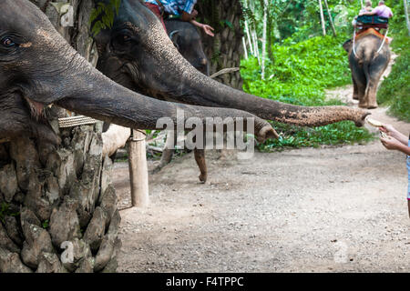 Asien-Elefanten in Thailand Stockfoto