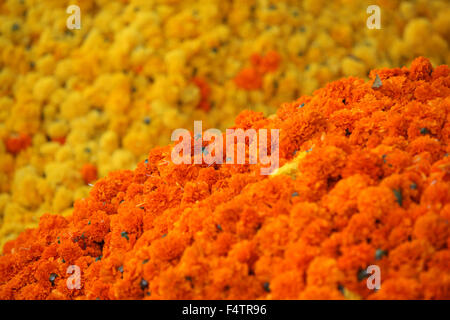 Leuchtend orange Ringelblume Blüten auf dem Hintergrund der gelben Ringelblumen. Diese Blumen werden traditionell während des Rituals eingesetzt. Stockfoto