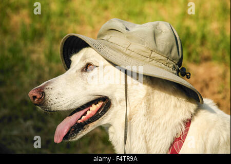 Weiße Schäferhund einen Hut auf einer Wanderung Stockfoto