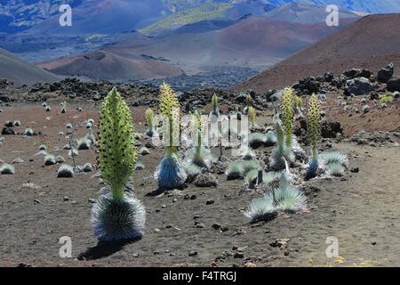 Eine Haleakala Silverswords Pflanze zu blühen in einem desolaten Cinder Feld Krater entlang der Sliding Sands Trail an der Haleakalā-Nationalpark, Hawaii bereit. Die Silversword ist eine bedrohte Art, die nur im Haleakalā-Nationalpark an den Hängen der Asche des Haleakalā Crater gefunden wird. Stockfoto