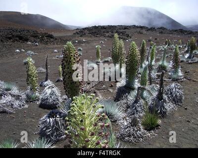 Eine Haleakala Silverswords Pflanze zu blühen in einem desolaten Cinder Feld Krater entlang der Sliding Sands Trail an der Haleakalā-Nationalpark, Hawaii bereit. Die Silversword ist eine bedrohte Art, die nur im Haleakalā-Nationalpark an den Hängen der Asche des Haleakalā Crater gefunden wird. Stockfoto