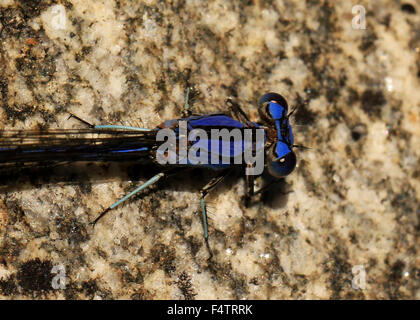 Makro einer blaue Libelle in Tucson, Arizona Stockfoto