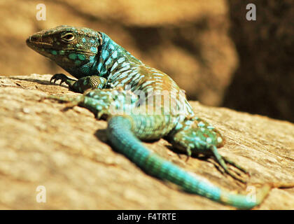 Blau-getupft Aruban Whiptail Eidechse Faulenzen in der Sonne auf einem Felsen Stockfoto