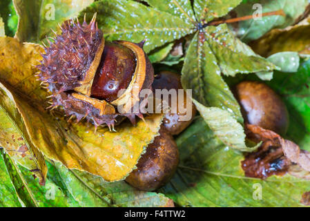 Kastanien mit Regentropfen auf einem Hintergrund von Herbst Blätter Stockfoto
