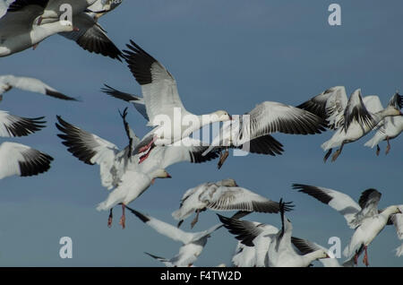 Schneegänse (Chen Caerulescens) Einnahme Flug von Überwinterung erdet in Sacramento National Wildlife Refuge in zentralen Wiscon Stockfoto