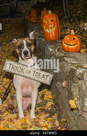 Halloween-Hund mit Jack O Lanterns Stockfoto