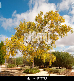 Pycnantha, golden Wattle Akazie, mit Masse von gelben Blüten wachsen im Botanischen Garten gegen blauen Himmel in South Australia Stockfoto