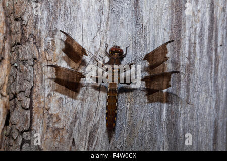 Libelle thront auf Holz Stockfoto