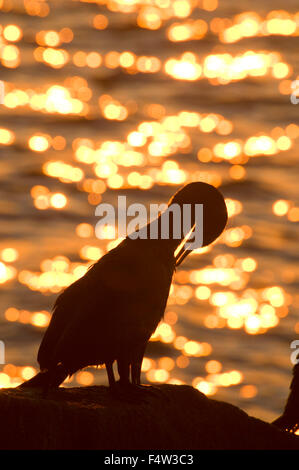 Kormoran Silhouette vom Meer Weg, Acadia National Park, Maine Stockfoto