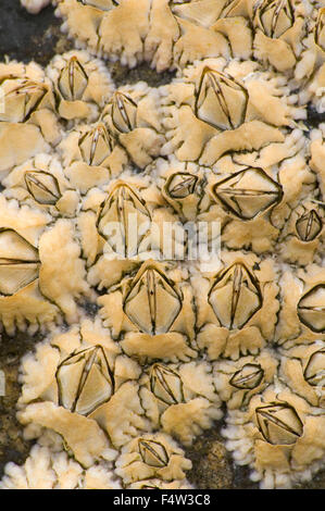 Hübsche Marsh Seepocken, Acadia National Park, Maine Stockfoto