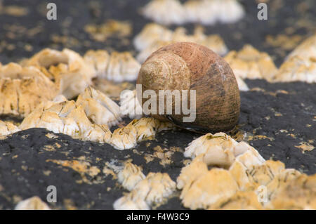 Hübsche Marsh Seepocken mit Schnecke, Acadia National Park, Maine Stockfoto