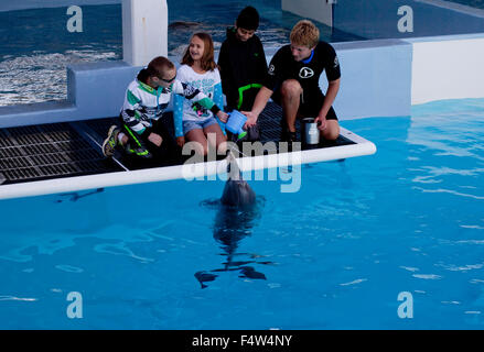 Clearwater, Florida, USA. 23. Dezember 2013. Kinder treffen sich einen Delfin in Clearwater Aquarium. Das Clearwater Aquarium wo das Meeresleben Rescue Center ist Heimat der Delphin, Sterne und Inspiration des Filmhits Dolphin Tale und Dolphin Tale 2 Winter, beide vor Ort gedreht. Das Center ist spezialisiert auf die Rettung, Rehabilitation und Freisetzung von Delfinen und anderen Meerestieren. © Ruaridh Stewart/ZUMA Wire/ZUMAPRESS.com/Alamy Live-Nachrichten Stockfoto