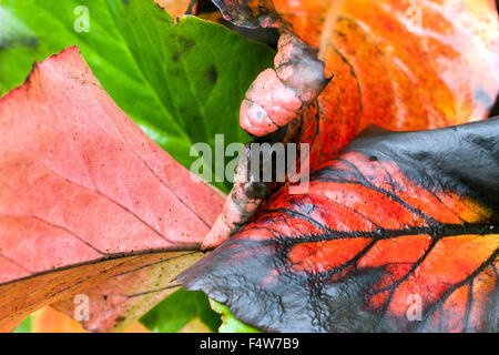 Bergenie, Blätter im Herbst Stockfoto