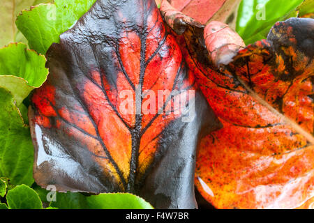 Bergenie Autumn leaves Stockfoto