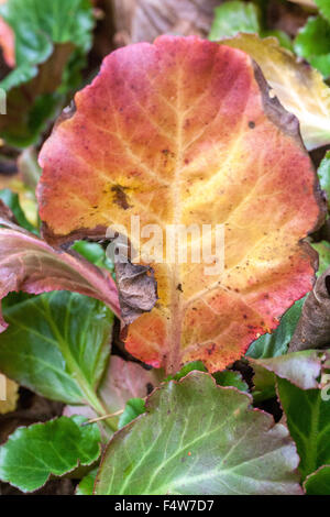 Cordifolia Bergenie, Blätter im Herbst Stockfoto