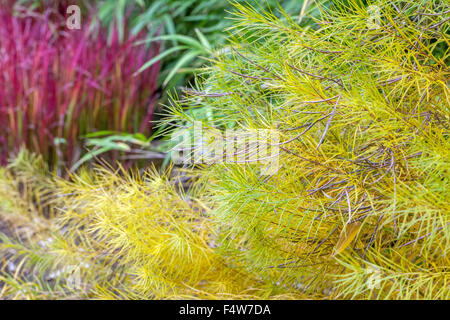 Amsonia hubrichtii Gelb, Imperata cylindrica Red, Herbst Farben Blätter Stockfoto