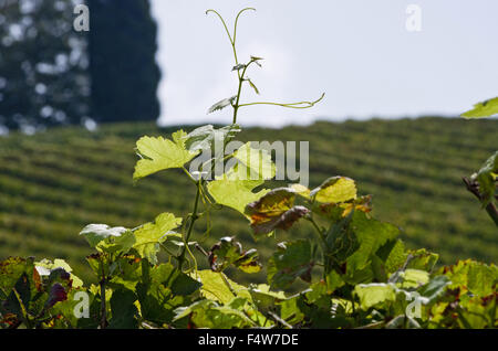 Nahaufnahme eines neuen junges Blatt in der Toskana Weinberg Stockfoto