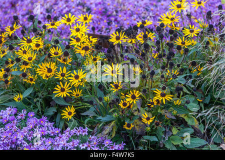 Rudbeckia fulgida 'kleiner Baron' gelb, Rudbeckia Aster Michaelmas Gänseblümchen Stockfoto