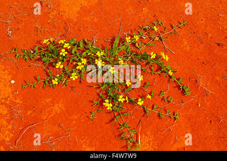 Gelbe Blumen & grüne Blätter Goodenia Glabra, Bodendecker Pflanze wächst auf roter Erde im Outback Queensland Australien Stockfoto