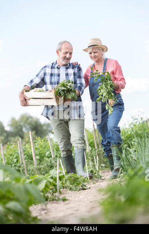 Älteres paar Ernte Gemüse im Garten Stockfoto