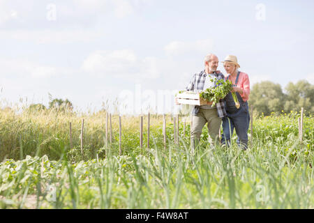 Älteres paar Ernte Gemüse im sonnigen Garten Stockfoto