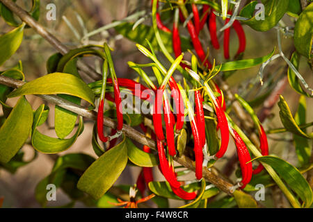 Cluster von leuchtend roten Blüten und grünen Blätter des Harlekin Mistel, Lysiana Exocarpi, eine australische parasitäre Pflanzenarten Stockfoto