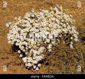 Strauch mit Masse von Wildblumen, bush weiße Gänseblümchen von Olearia Pimeleoides, Mallee Daisy wächst in Süd-Australien outback Stockfoto