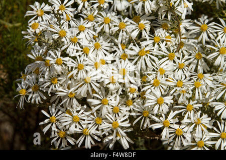 Masse von Wildblumen, weiße Margeriten von Olearia Pimeleoides, Mallee Daisy Busch wachsen in Süd-Australien outback Stockfoto