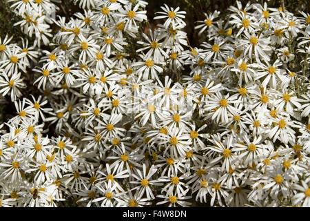 Masse von Wildblumen, weiße Margeriten von Olearia Pimeleoides, Mallee Daisy Busch wachsen in Süd-Australien outback Stockfoto