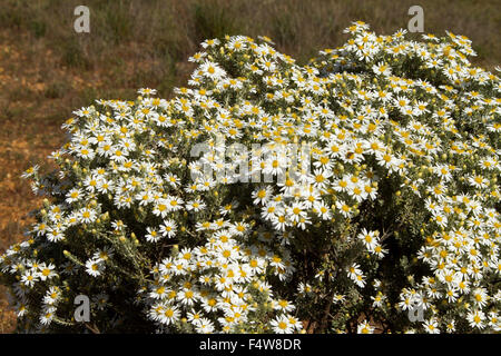 Masse von Wildblumen, weiße Margeriten von Olearia Pimeleoides, Mallee Daisy Busch wachsen in Süd-Australien outback Stockfoto