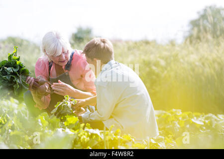 Großmutter und Enkel ernten Gemüse im sonnigen Garten Stockfoto