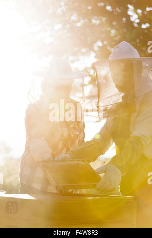 Imker Prüfung sonnigen Bienenstock Stockfoto