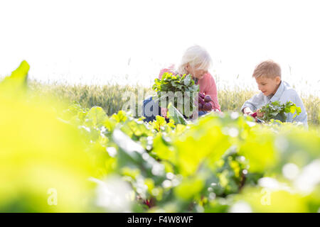 Großmutter und Enkel ernten Gemüse im sonnigen Garten Stockfoto