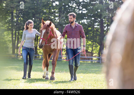 Paar Walking Horse in ländlichen Weide Stockfoto