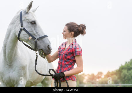Frau, Fütterung Pferde Stockfoto