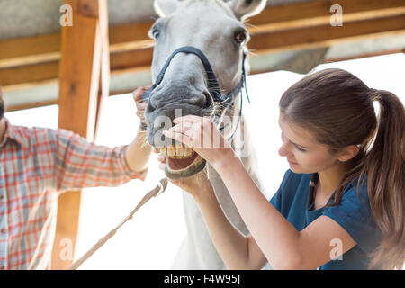 Tierarzt überprüft Pferd Zähne Stockfoto