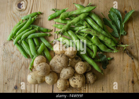 Frisch gegrabene Kartoffeln mit frisch gepflückten Bohnen und Erbsen Stockfoto