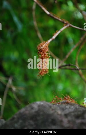 Teamarbeit - vereinen rote Ameisen, eine Brücke zu bilden Stockfoto