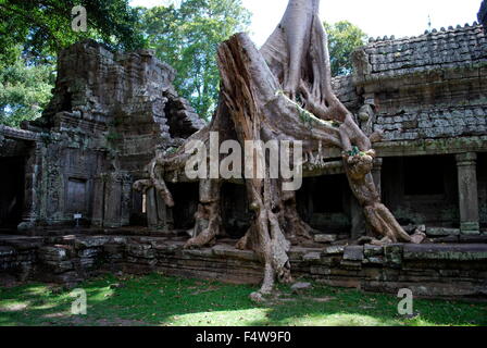 Baum wächst durch Tempel am Preah Khan, Teil des Khmer Angkor Tempel Komplex in Kambodscha. Stockfoto