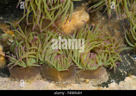 Snakelocks Anemone, Wachsrose, Anemonia Viridis, Seeanemonen Anemonia Sulcata, Anémone de Mer Verte, Actinie verte Stockfoto