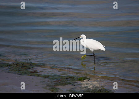 Kleine Silberreiher, Seidenreiher, Seiden-Reiher, Reiher, Reiher, Reiher, Egretta Garzetta, L'Aigrette Garzetten Stockfoto