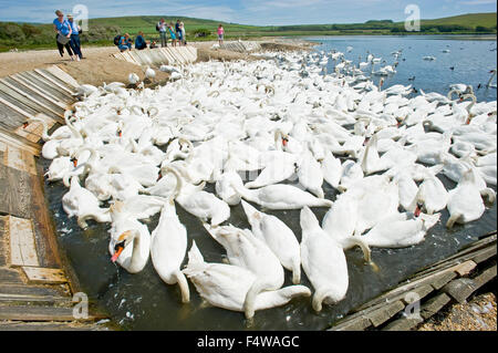 Ein Bild zeigt die Schwäne an der Abbotsbury Schwan Wallfahrtskirche mit Besuchern im Hintergrund. Stockfoto