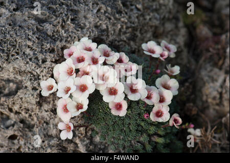 Steinbrech, Saxifraga SP., auf Kalkfelsen, Pyrenäen, Spanien wächst. Stockfoto